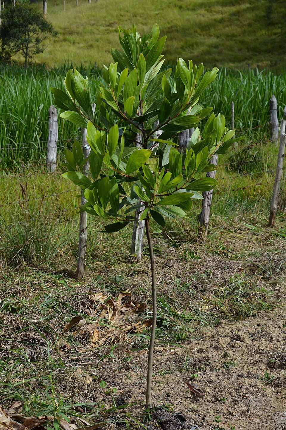 Akasia Mangium