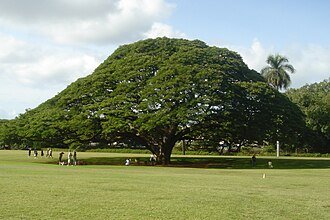 Trembesi