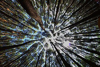 Pinus