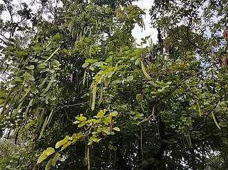 Kupu-kupu