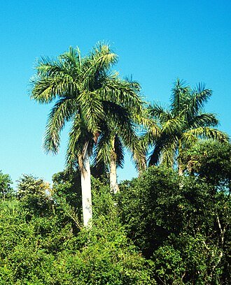 Palem Raja