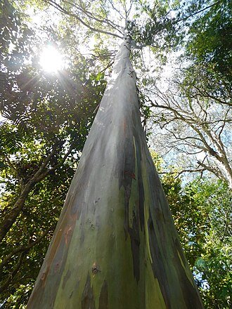 Eucalyptus Rainbow