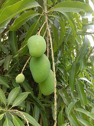 Mangga