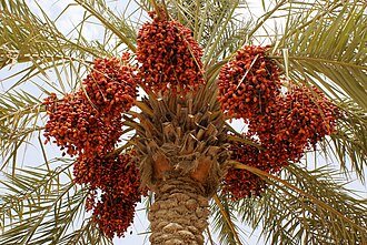 Kurma