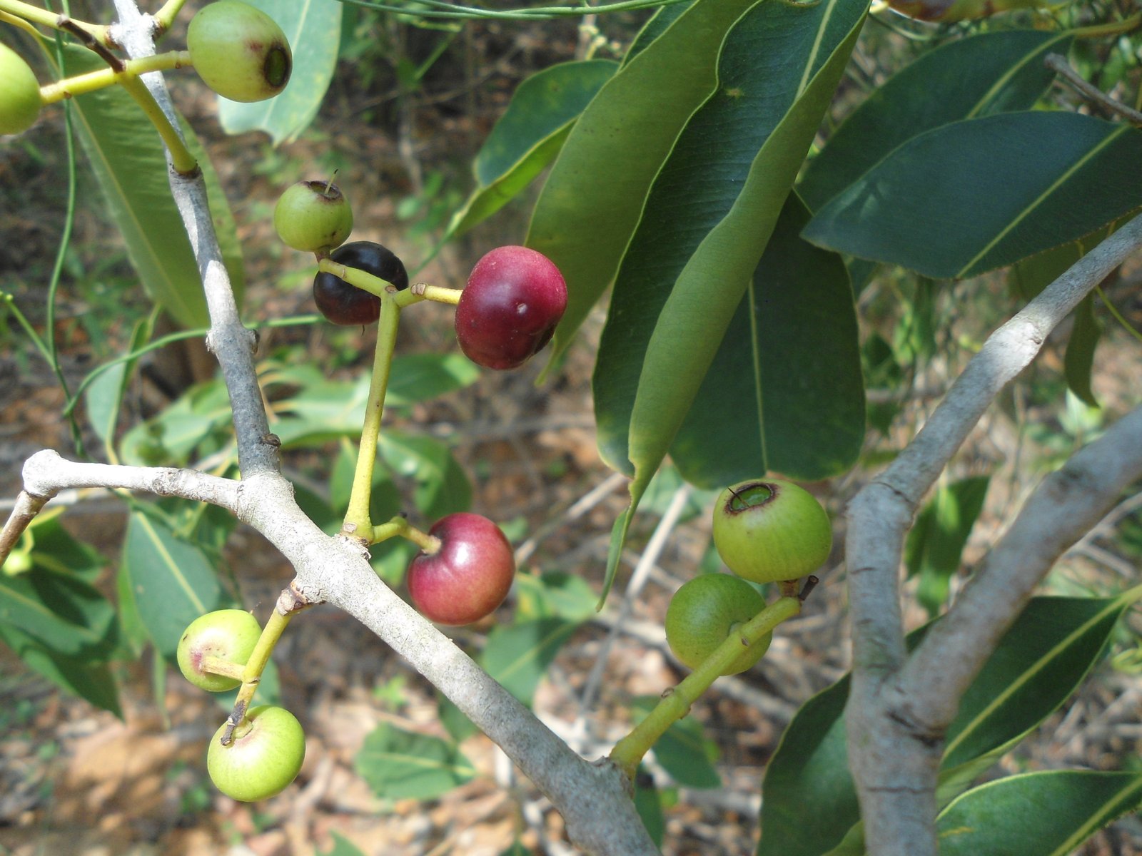 Jamblang