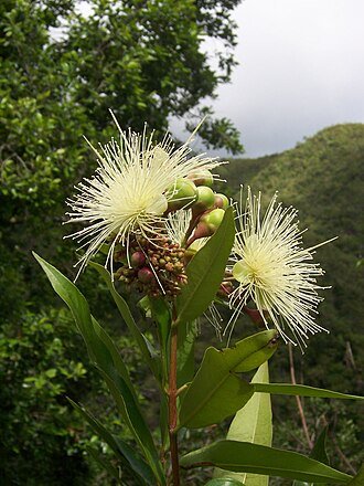 Jambu Jamaica