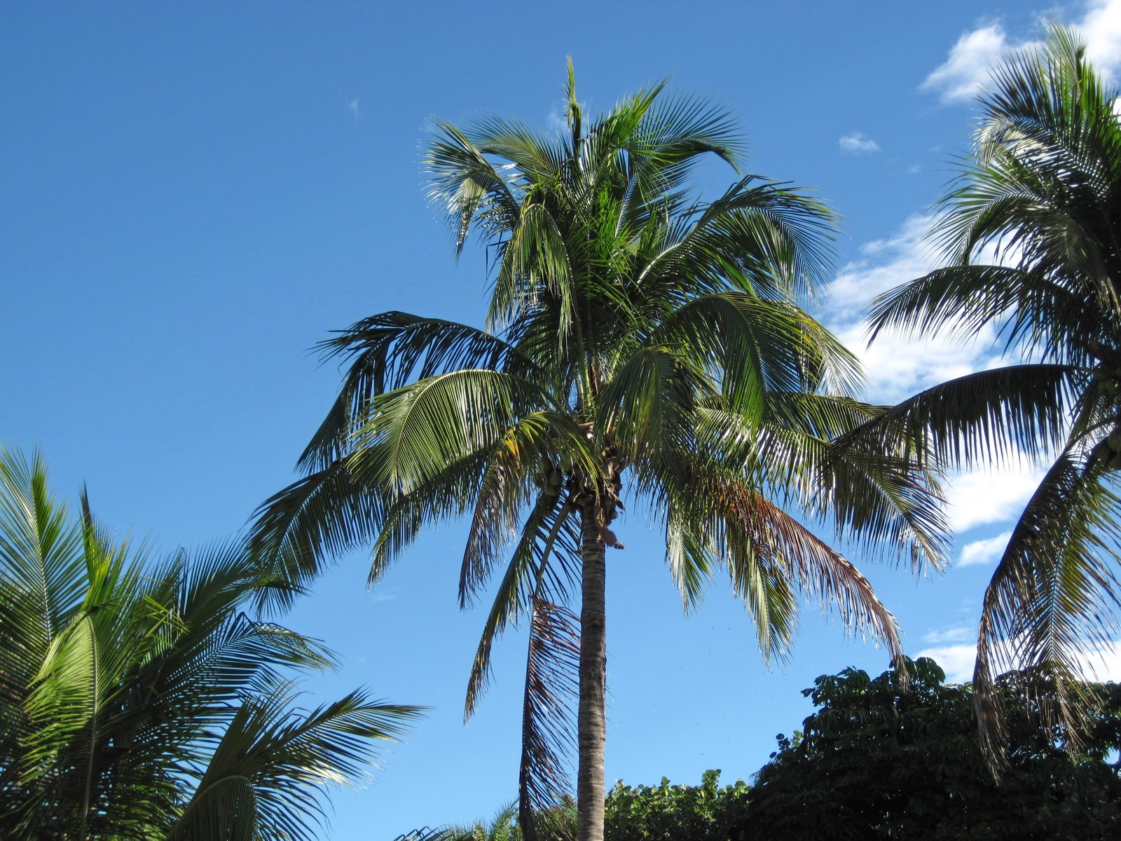 Kelapa