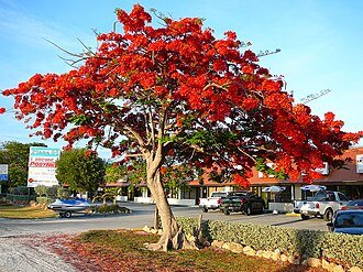 Flamboyan
